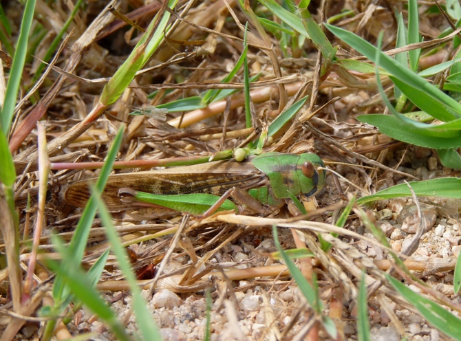 Locusta migratoria